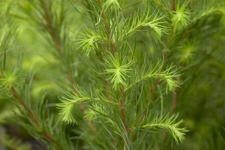 EUROPEAN LARCH 175CM  - image 1