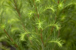 EUROPEAN LARCH 175CM  - image 1