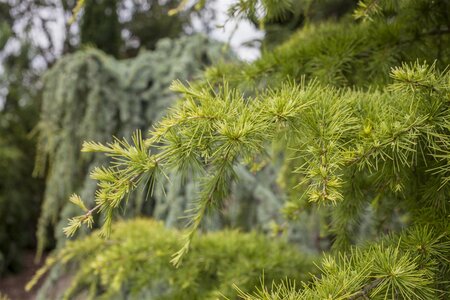 EUROPEAN LARCH 175CM  - image 2