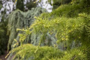 EUROPEAN LARCH 175CM  - image 2