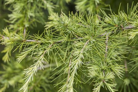 EUROPEAN LARCH 175CM  - image 3