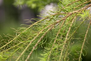 EUROPEAN LARCH 175CM  - image 5