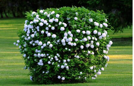 EUROPEAN SNOWBALL VIBURNUM 40 CM