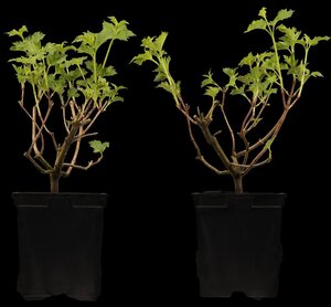 EUROPEAN SNOWBALL VIBURNUM 50 CM  - image 4