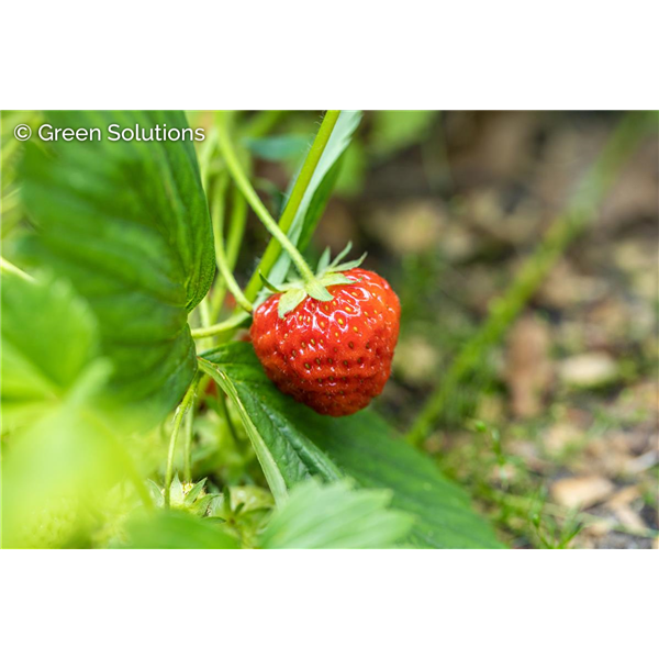 EVERSWEET STRAWBERRY HANGING BASKET