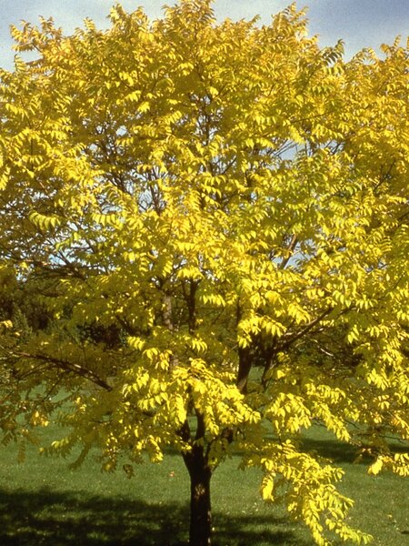 EYE STOPPER AMUR CORK TREE 175CM