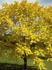 EYE STOPPER AMUR CORK TREE 175CM