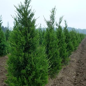 FAIRVIEW JUNIPER 100 CM