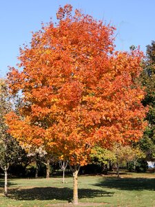 FALL FIESTA SUGAR MAPLE 150CM