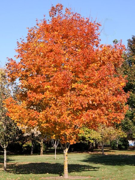 FALL FIESTA SUGAR MAPLE 275CM