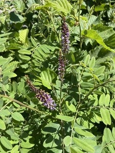 FALSE INDIGO BUSH 30CM (AMORPHA FRUTICOSA)