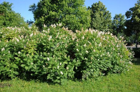 FALSE SPIREA 50 CM - image 1
