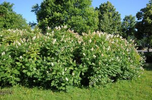 FALSE SPIREA 50 CM - image 6