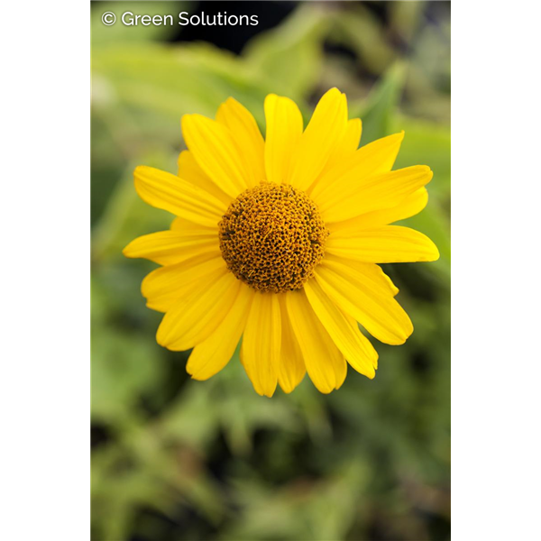 FALSE SUNFLOWER BIT OF HONEY PW 1G