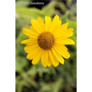 FALSE SUNFLOWER BIT OF HONEY PW 1G