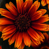 FALSE SUNFLOWER SUMMER ECLIPSE 1G