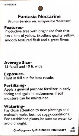 FANTASIA NECTARINE SEM (3 month warranty) NOT IN SALE CONDITION - image 2