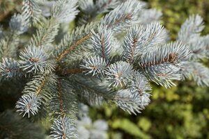 FAT ALBERT SPRUCE 100 CM - image 4