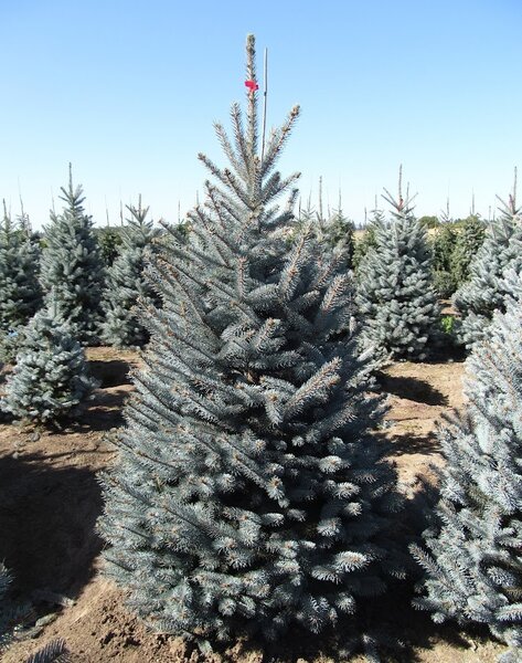 FAT ALBERT SPRUCE 125 CM