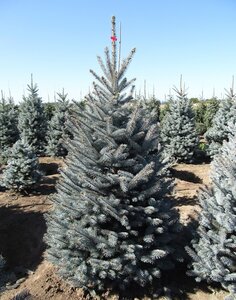 FAT ALBERT SPRUCE 125 CM