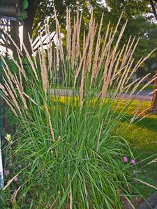 FEATHER REED GRASS KARL FOERSTER 1G