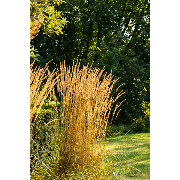 FEATHER REED GRASS KARL FOERSTER 5G