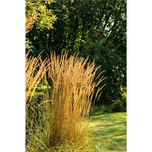 FEATHER REED GRASS KARL FOERSTER 5G