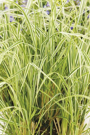 FEATHER REED GRASS OVERDAM 1G