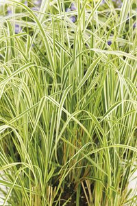 FEATHER REED GRASS OVERDAM 1G