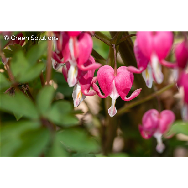 FERN LEAF BLEEDING HEART AMORE ROSE