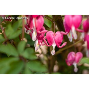 FERN LEAF BLEEDING HEART AMORE ROSE