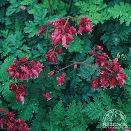 FERN LEAF BLEEDING HEART LUXURIANT 1G