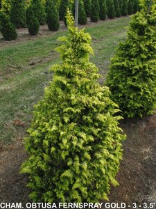 FERNSPRAY GOLD FALSE CYPRESS 100CM BB