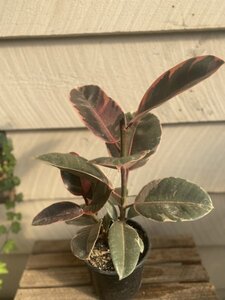 FICUS ASST 6"