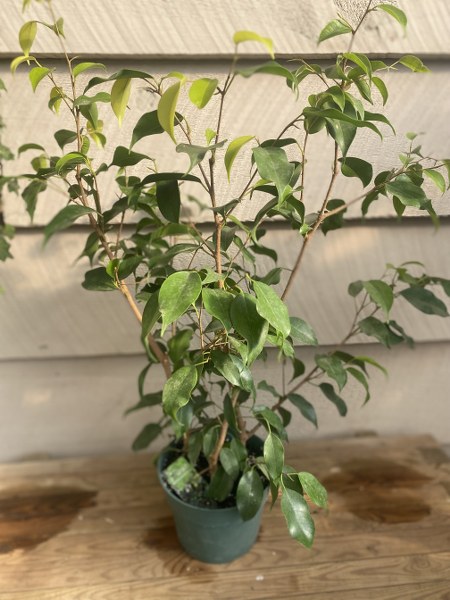 Ficus Benjamina Asst 6"