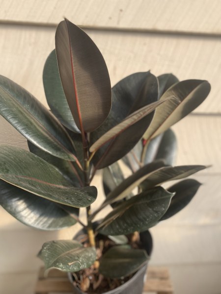 FICUS BURGUNDY ( RUBBER PLANT ) 10"