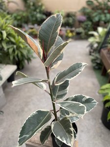 FICUS ELASTICA 17CM TINEKE