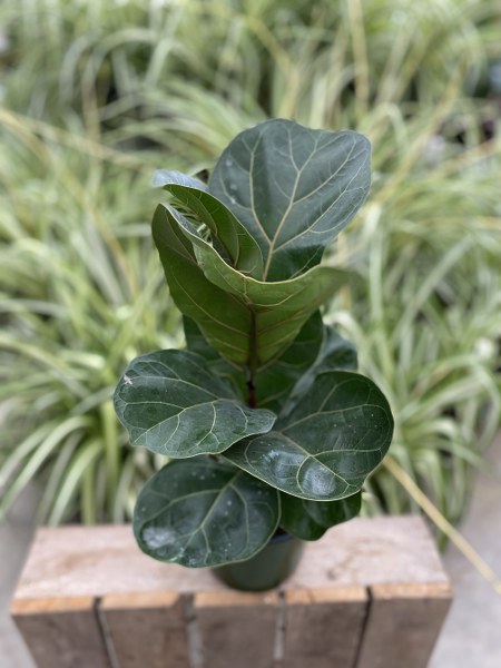 FICUS LYRATA ( FIDDLE LEAF FIG)  6"