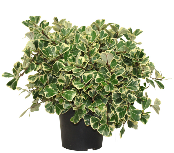 FICUS TRIANGULARIS 17CM