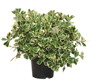 FICUS TRIANGULARIS 17CM