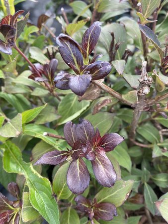 FINE WINE WEIGELA 30CM
