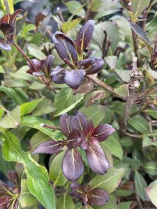 FINE WINE WEIGELA  30CM