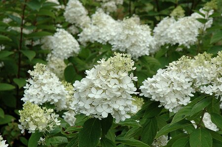 FIRE AND ICE HYDRANGEA 50CM - image 1