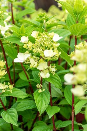 FIRE LIGHT HYDRANGEA 30CM - image 2