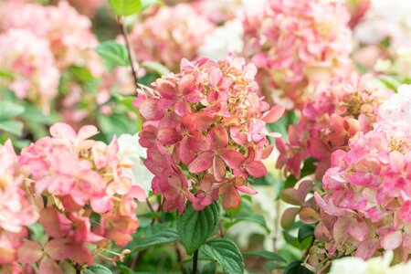 FIRE LIGHT HYDRANGEA 30CM - image 4