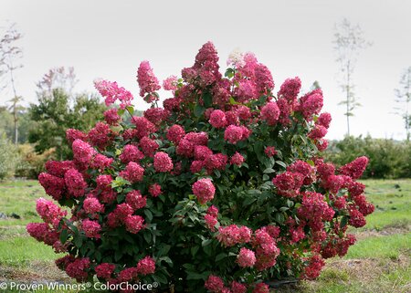 FIRE LIGHT HYDRANGEA  40CM - image 1