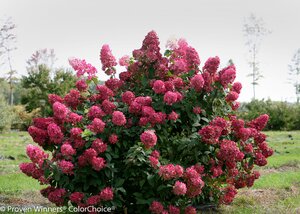 FIRE LIGHT HYDRANGEA  40CM