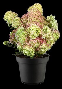 FIRE LIGHT HYDRANGEA  40CM - image 3