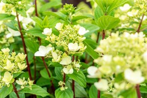 FIRE LIGHT HYDRANGEA 40CM - image 5