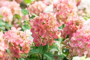 FIRE LIGHT HYDRANGEA  40CM - image 4